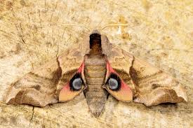 Attēlu rezultāti vaicājumam “Smerinthus ocellata”