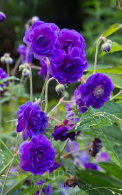 Image result for Geranium pratense