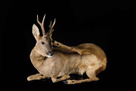 Attēlu rezultāti vaicājumam “Capreolus capreolus”