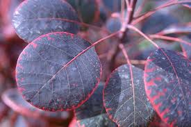 Attēlu rezultāti vaicājumam “Cotinus coggygria leaf”