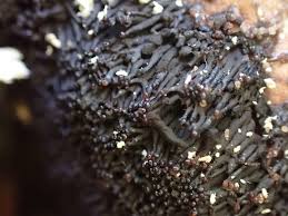 Attēlu rezultāti vaicājumam “Symphytocarpus flaccidus spores”