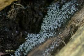 Attēlu rezultāti vaicājumam “Arcyria cinerea”