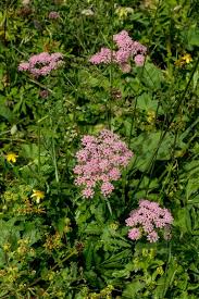 Image result for Pimpinella major