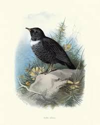 Image result for Turdus torquatus