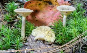 Attēlu rezultāti vaicājumam “Cantharellula umbonata”