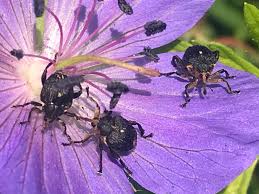 Attēlu rezultāti vaicājumam “Mononychus punctumalbum”