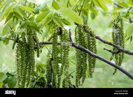 Attēlu rezultāti vaicājumam “Juglans mandshurica male flower”