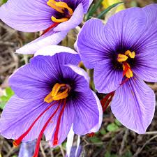 Attēlu rezultāti vaicājumam “Crocus”