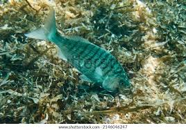 Image result for Lithognathus mormyrus