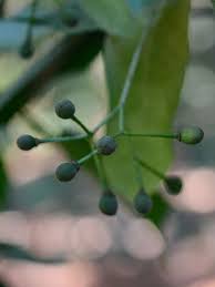 Attēlu rezultāti vaicājumam “Tilia cordata bud”
