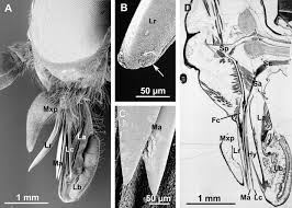 Attēlu rezultāti vaicājumam “Tabanidae”