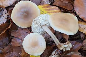 Attēlu rezultāti vaicājumam “Trichia alpina macro”