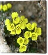 Attēlu rezultāti vaicājumam “Saxifraga hirculus”