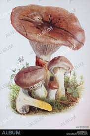 Attēlu rezultāti vaicājumam “Gomphidius glutinosus”