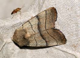 Attēlu rezultāti vaicājumam “Charanyca trigrammica”