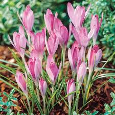 Attēlu rezultāti vaicājumam “Crocus”