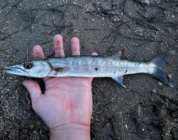 Image result for Sphyraena barracuda