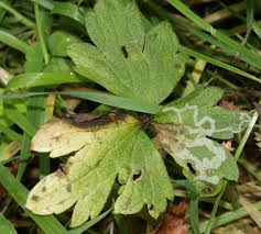 Attēlu rezultāti vaicājumam “Phytomyza ranunculi”