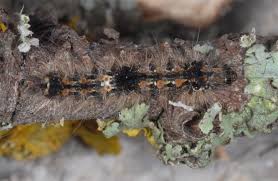 Attēlu rezultāti vaicājumam “Eilema sororcula”