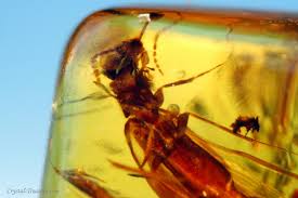 Attēlu rezultāti vaicājumam “Lymexylidae”