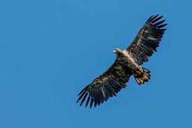 Attēlu rezultāti vaicājumam “Haliaeetus albicilla”