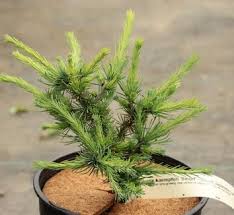 Attēlu rezultāti vaicājumam “Larix kaempferi fruit”