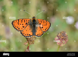 Attēlu rezultāti vaicājumam “Melitaea didyma”