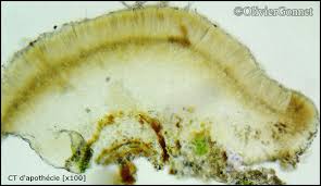 Attēlu rezultāti vaicājumam “Bacidia rubella”