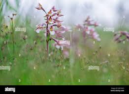 Attēlu rezultāti vaicājumam “Epipactis palustris bud”