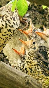 Attēlu rezultāti vaicājumam “Turdus viscivorus nest”