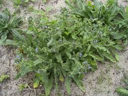 Attēlu rezultāti vaicājumam “Anchusa arvensis”