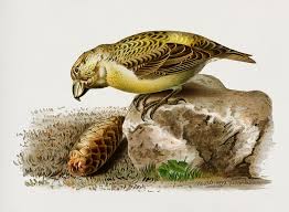 Attēlu rezultāti vaicājumam “Loxia pytyopsittacus”