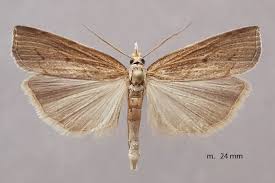 Attēlu rezultāti vaicājumam “Pediasia contaminella”