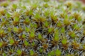 Attēlu rezultāti vaicājumam “Campylopus introflexus”