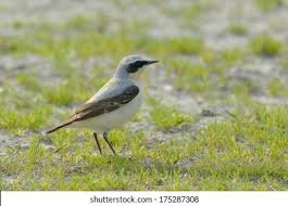 Attēlu rezultāti vaicājumam “Oenanthe oenanthe male”