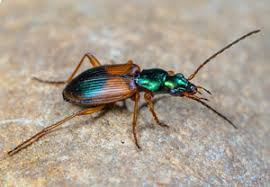 Attēlu rezultāti vaicājumam “Anchomenus dorsalis”