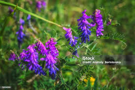 Attēlu rezultāti vaicājumam “Vicia cracca”