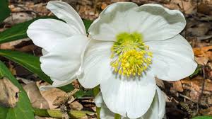 Attēlu rezultāti vaicājumam “Helleborus niger flower”