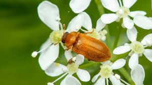 Attēlu rezultāti vaicājumam “Byturus ochraceus”