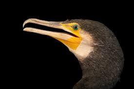 Image result for Phalacrocorax carbo