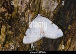 Attēlu rezultāti vaicājumam “Lomographa bimaculata”