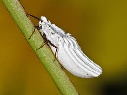 Attēlu rezultāti vaicājumam “Orthezia urticae”