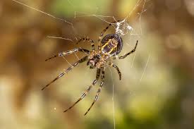 Attēlu rezultāti vaicājumam “Metellina merianae”