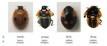 Attēlu rezultāti vaicājumam “Adalia bipunctata”