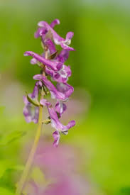 Attēlu rezultāti vaicājumam “Corydalis cava flower”