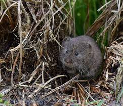Attēlu rezultāti vaicājumam “Microtus agrestis”