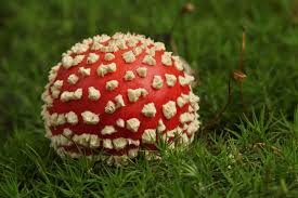 Image result for vliegenzwam