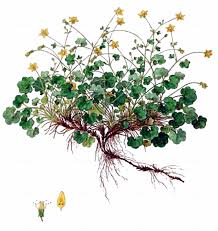 Attēlu rezultāti vaicājumam “Saxifraga cymbalaria”