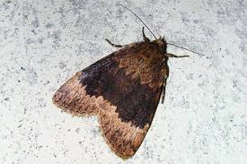 Attēlu rezultāti vaicājumam “Amphipyra perflua”