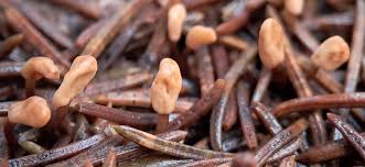 Attēlu rezultāti vaicājumam “Heyderia abietis”